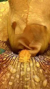 Closeup Of Iris Flower, Macro Photo - IMG E4668 Stock Photos