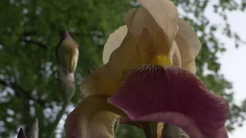 Closeup of Iris Stock Footage 151861427