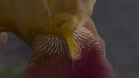 Closeup of Iris Stock Footage 151861446