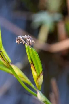 A closeup of iris seed pod. Stock Photos