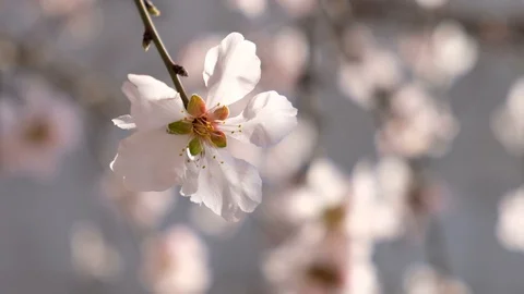Closeup isolated flower of cherry blossoms in spring. Pink flowers on a tree. Stock Footage 129278876