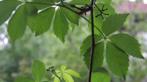 Closeup of ivy leaf in the wind. Ivy is an evergreen plant, ivy 1 Stock Footage 59756665