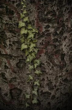 Closeup of an ivy on a tree Stock Photos