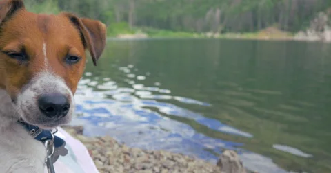 Closeup of a Jack Russell Terrier Looking Over the Waterfront - 4K Stock Footage 66524470