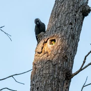 Closeup of the jackdaw perched on the tree trunk, looking at the echo parakee 写真素材