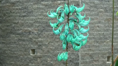 Closeup of the Jade vine, Emerald vine, Strongylodon macrobotrys, in bloom. 4K Stock Footage 109159518