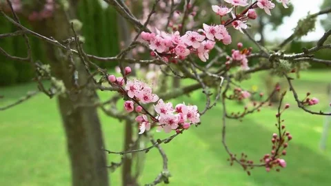 Closeup of Japanese Cherry Blossom flowers blowing in the wind Stock Footage