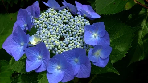 Closeup of the Japanese hydrangea flower, hydrangea macrophylla f. normalis  4K Stock Footage 99675490