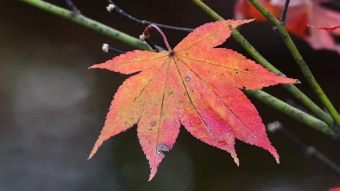 Closeup of Japanese Maple Leaf in Fall 스톡 동영상 220732553