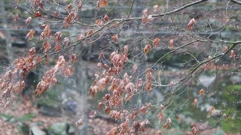 Closeup of Japanese Maple Tree Branch Moving in Breeze in Winter Stock Footage 226669835