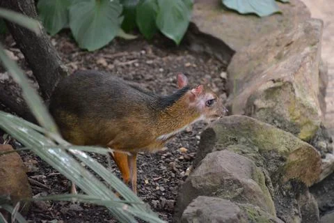 Closeup of a Java mouse-deer (Tragulus javanicus) walking on the ground Photos