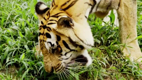 Closeup Of Javan Tiger Playing With Green Grass. Stock Footage 252065654
