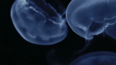 Closeup - Jellyfish head Stock Footage 67958323