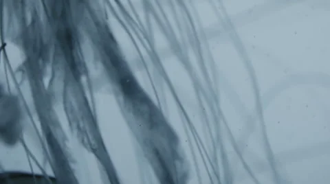 Closeup - Jellyfish tentacle Stock Footage 67958343