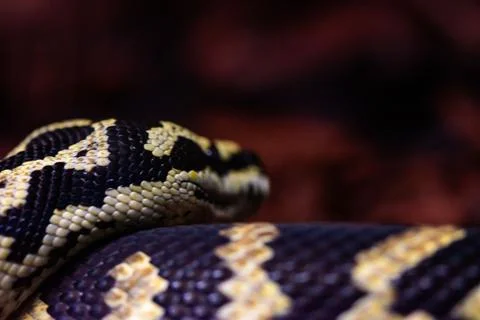 Closeup of a  jungle carpet python (Morelia spilota cheynei) Photos