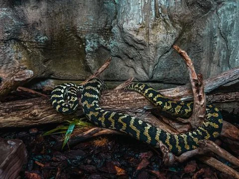 Closeup of a jungle carpet python (Morelia spilota cheynei) in zoo terrarium Stock Photos