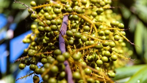 Closeup of jungle palm tree in Mexico Yucatan with fruits Stock Footage 177016191