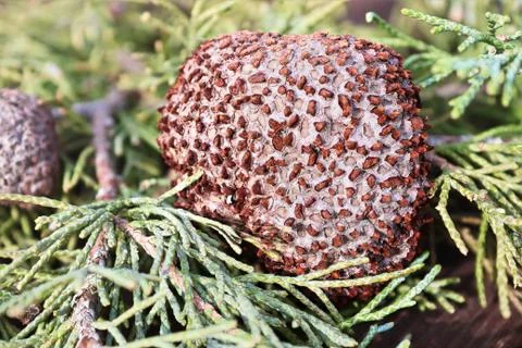 Closeup of Juniper Hawthorn Rust on Cedar Stock Photos