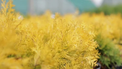 Closeup juniper plants in greenhouse Stock Footage 122944201