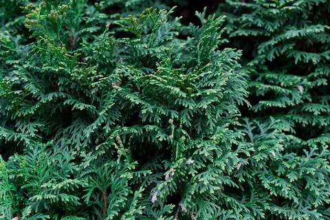 Closeup on a juniper tree as a background. Stock Photos