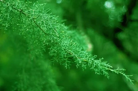 Closeup of juniper tree branches. Blur Stock Photos