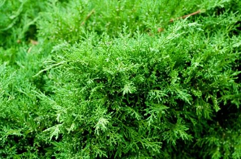 Closeup of juniper tree branches. Stock Photos
