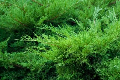 Closeup of juniper tree branches. Stock Photos