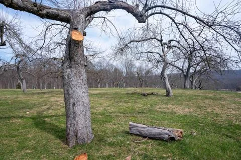 Closeup of just pruned rows of apple trees in fruit orchard cut marks Stock Photos