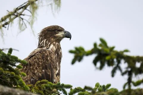 Closeup on Juvenile Bald Eagle  Stock Photos