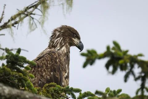 Closeup on Juvenile Bald Eagle  Stock Photos