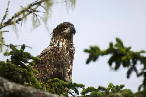 Closeup on Juvenile Bald Eagle  Stock Photos
