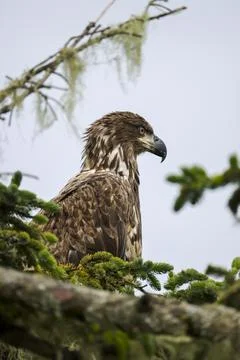 Closeup on Juvenile Bald Eagle  Stock Photos
