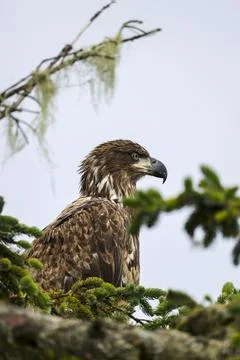 Closeup on Juvenile Bald Eagle  Stock Photos