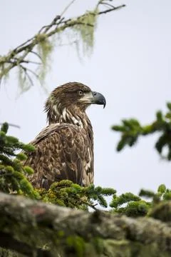 Closeup on Juvenile Bald Eagle  Stock Photos