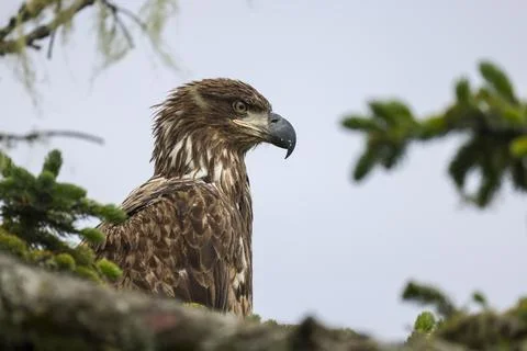 Closeup on Juvenile Bald Eagle  Stock Photos
