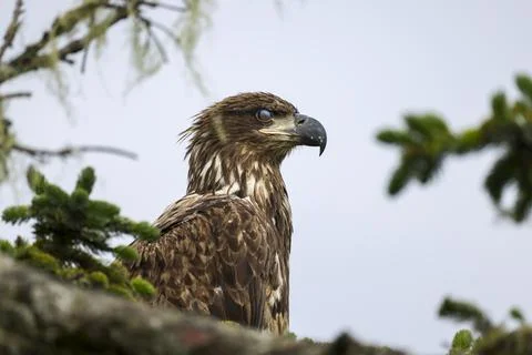 Closeup on Juvenile Bald Eagle  Stock Photos