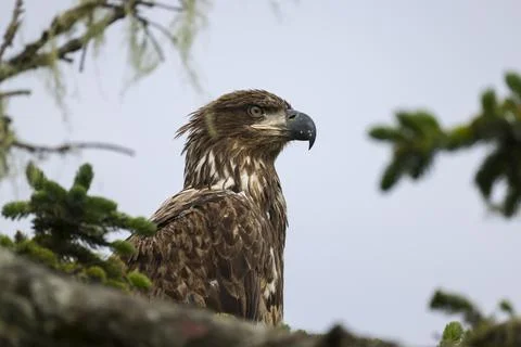 Closeup on Juvenile Bald Eagle  Stock Photos