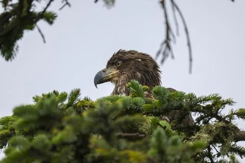 Closeup on Juvenile Bald Eagle  Stock Photos
