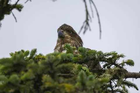 Closeup on Juvenile Bald Eagle  Stock Photos