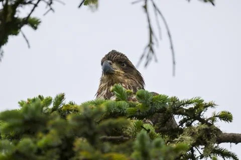 Closeup on Juvenile Bald Eagle  Stock Photos
