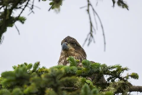 Closeup on Juvenile Bald Eagle  Stock Photos