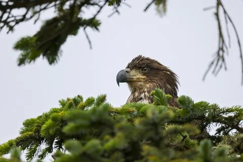 Closeup on Juvenile Bald Eagle  Stock Photos