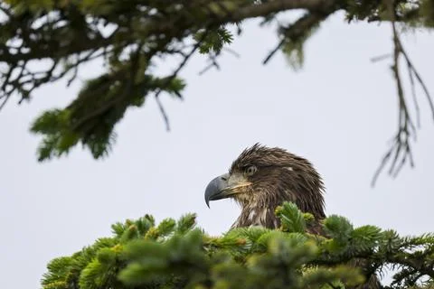 Closeup on Juvenile Bald Eagle  Stock Photos