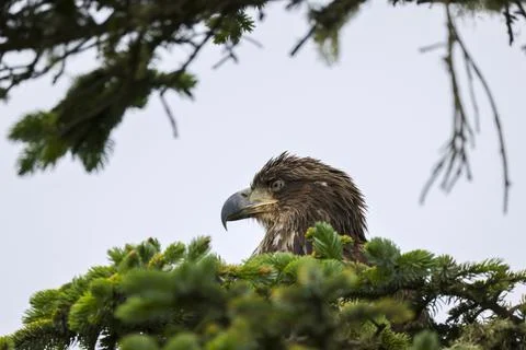 Closeup on Juvenile Bald Eagle  Stock Photos
