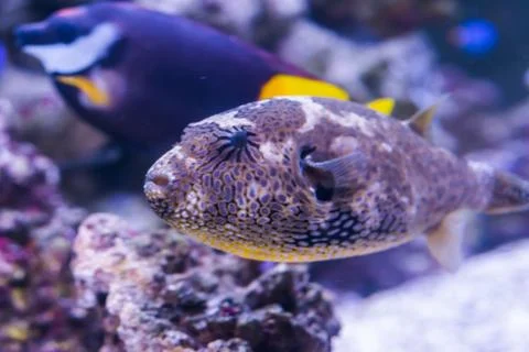 Closeup of a juvenile map puffer fish in the aquarium, tropical fish from the Fotos de archivo