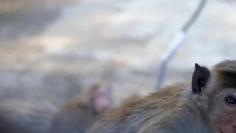 Closeup juvenile toque macaque monkey looking at camera in Sri Lanka Stock Footage 348139666