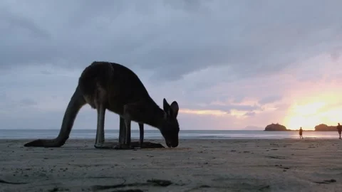 Closeup of kangaroo eating on the beach Stock Footage 276402963