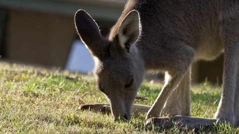 Closeup of kangaroo feeding a scratching Stock Footage 269846710