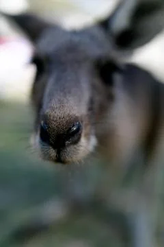 Closeup of a Kangaroo looking into the camera Stock Photos