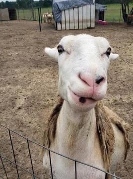 Closeup of Katahdin ewe Stock Photos